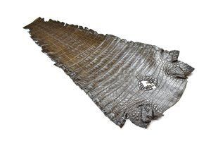 Крокодил натуральный Кайман ХВОСТ коричневый 44см+ 00000080709 фото